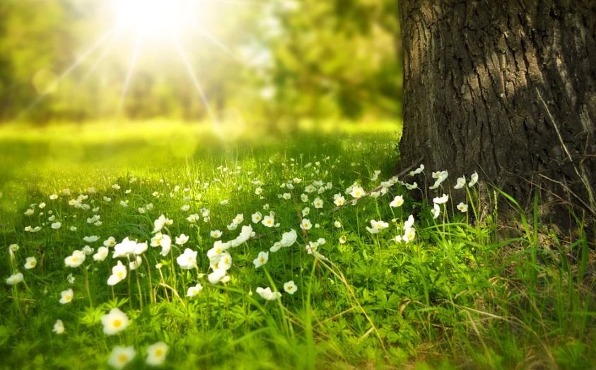 meadow, grass, flowers, tree trunk, sunlight