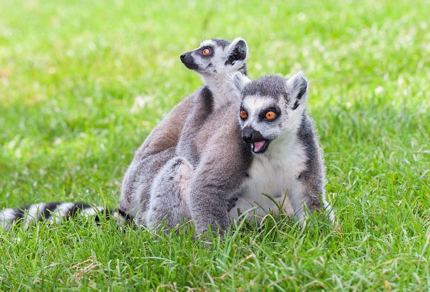 grey and white lemur on a field