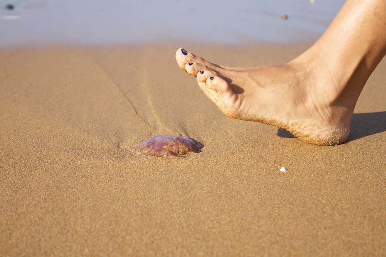 Cropped photo of a person’s feet getting in close contact with a jellyfish 