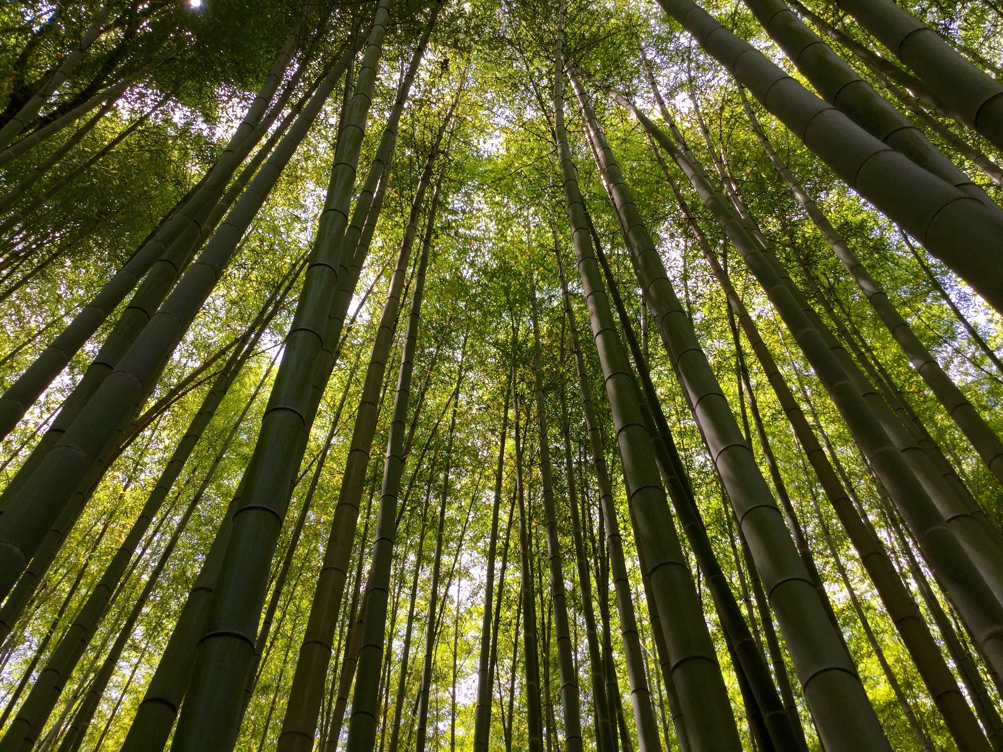 forest of bamboo trees