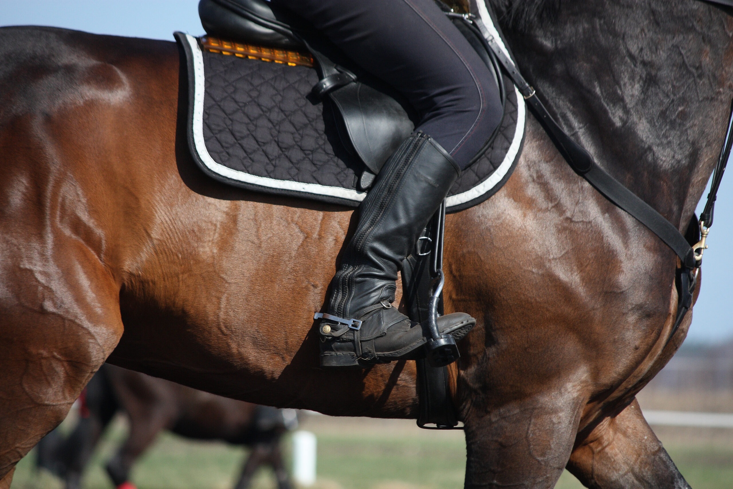 Close up of rider leg with spur sitting on brown horse