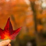 selective focus photography of person holding red maple leaf