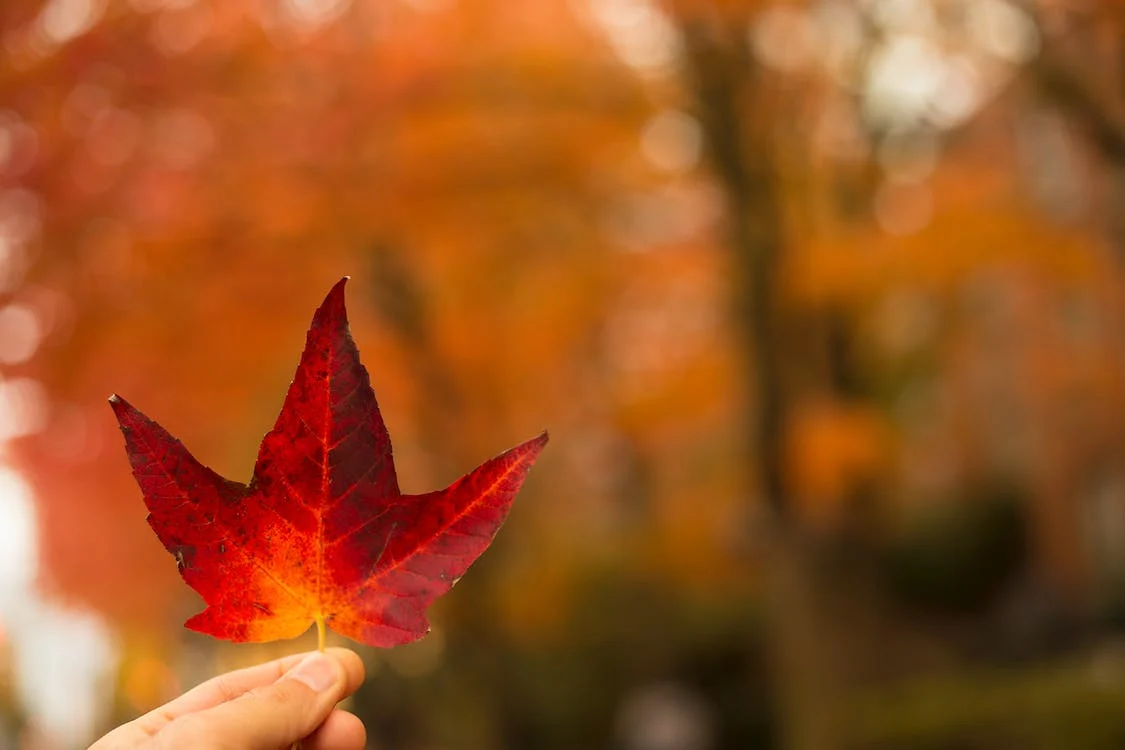 selective focus photography of person holding red maple leaf
