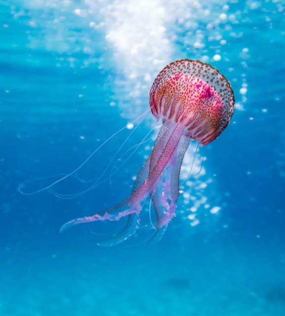 Take-Care-of-Jellyfish-Stings