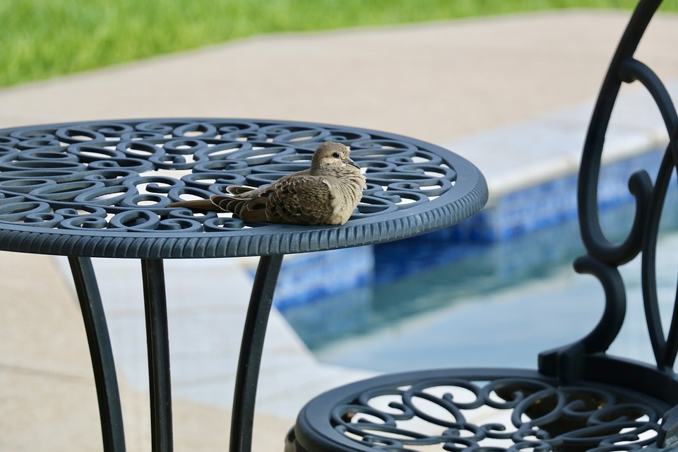 Dove-bird-patio-furniture-poolside