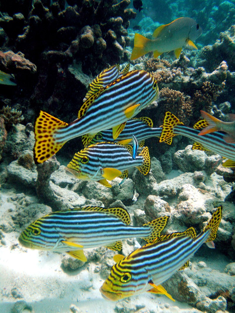 Sea-Life-at-the-Maldives-Waters